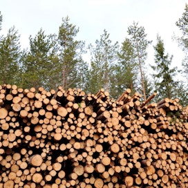 Metsä Fibren Kemiin kaavailema tehdas käyttäisi 4,5 miljoonaa kuutiota enemmän kuitupuuta kuin nykyinen tehdas.