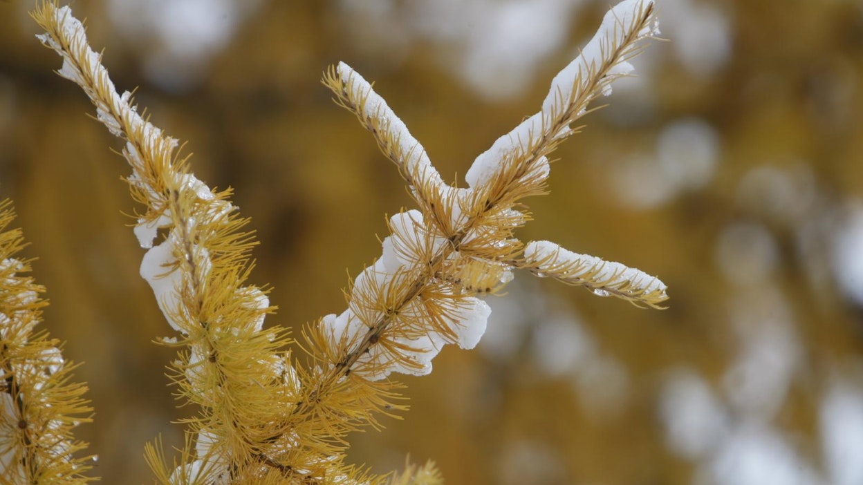 Ensilumi sulaa todennäköisesti huomenna tiistaina.