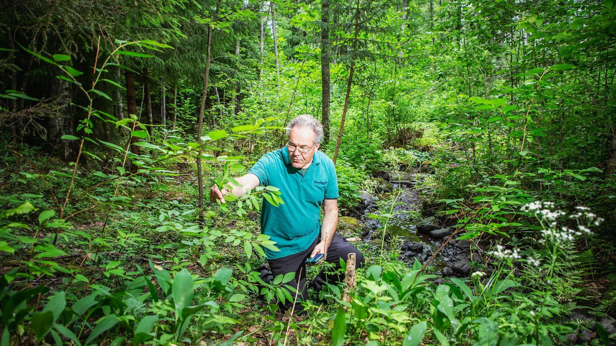 Metsäpuutarhan rajalla virtaa puro, joka Eero Soinion mukaan on nyt poikkeuksellisen vähävetinen.