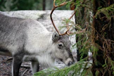 Poro väärässä paikassa voi aiheuttaa riitoja.