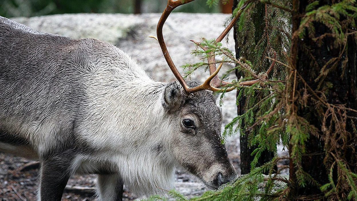 Poro väärässä paikassa voi aiheuttaa riitoja.