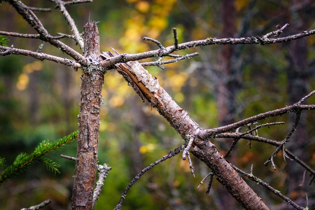 Kruunun hirvikarja on jättänyt jälkensä pohjoiskarjalaiseen taimikkoon.