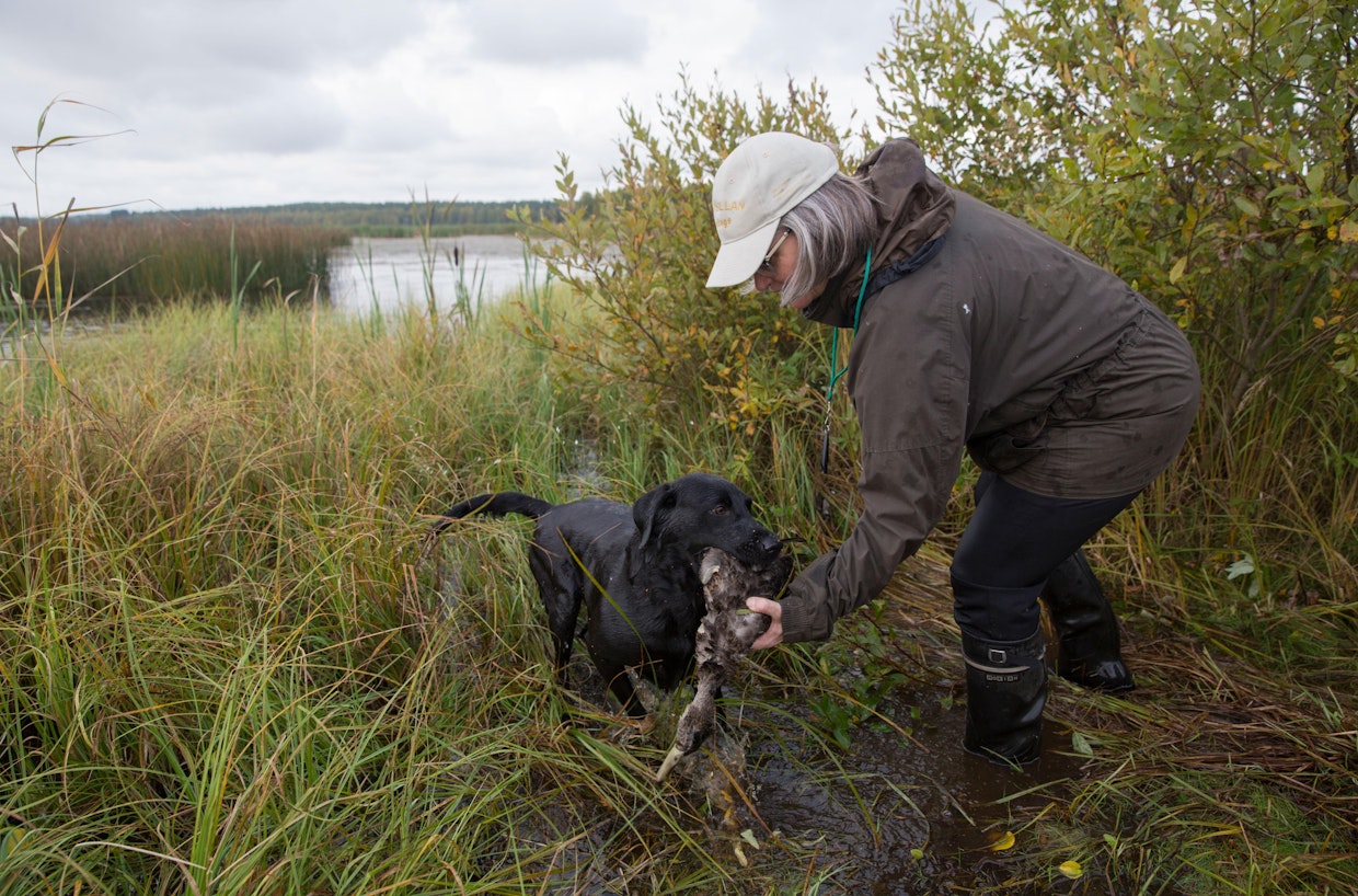 Riesu luovuttaa saaliin Sari Pitkäselle. On tärkeää, että noutaja tuo linnun suoraan omistajalle eikä lähde höntyilemään saaliin kanssa pitkin rantoja.