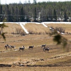 Poroja pellolla Kuusamon Säynäjän kylällä viime vuoden toukokuussa.