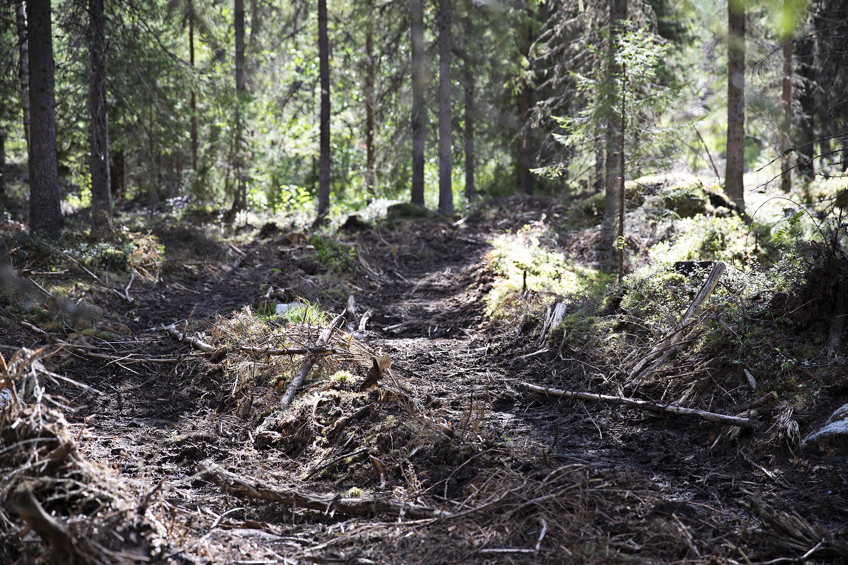 Metsien Hoidon Nykylinja Vai Jatkuva Kasvatus? - MT Metsä - Maaseudun ...