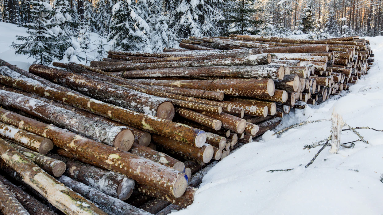 Puunkorjuu on sujunut vauhdilla pohjoisessa, mutta etelässä lauha talvi on vaikeuttanut talvileimikoiden korjuuta.