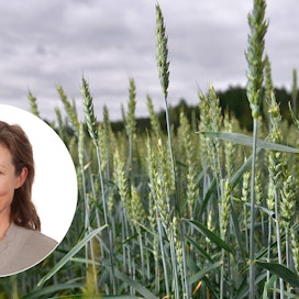 Johtava asiantuntija Sari Peltonen ProAgria Keskusten Liitosta pohtii kirjoituksessaan viljantuotannon kannattavuusnäkymiä.