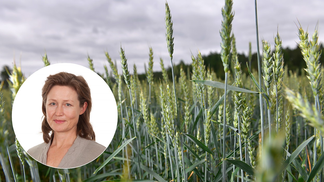 Johtava asiantuntija Sari Peltonen ProAgria Keskusten Liitosta pohtii kirjoituksessaan viljantuotannon kannattavuusnäkymiä.