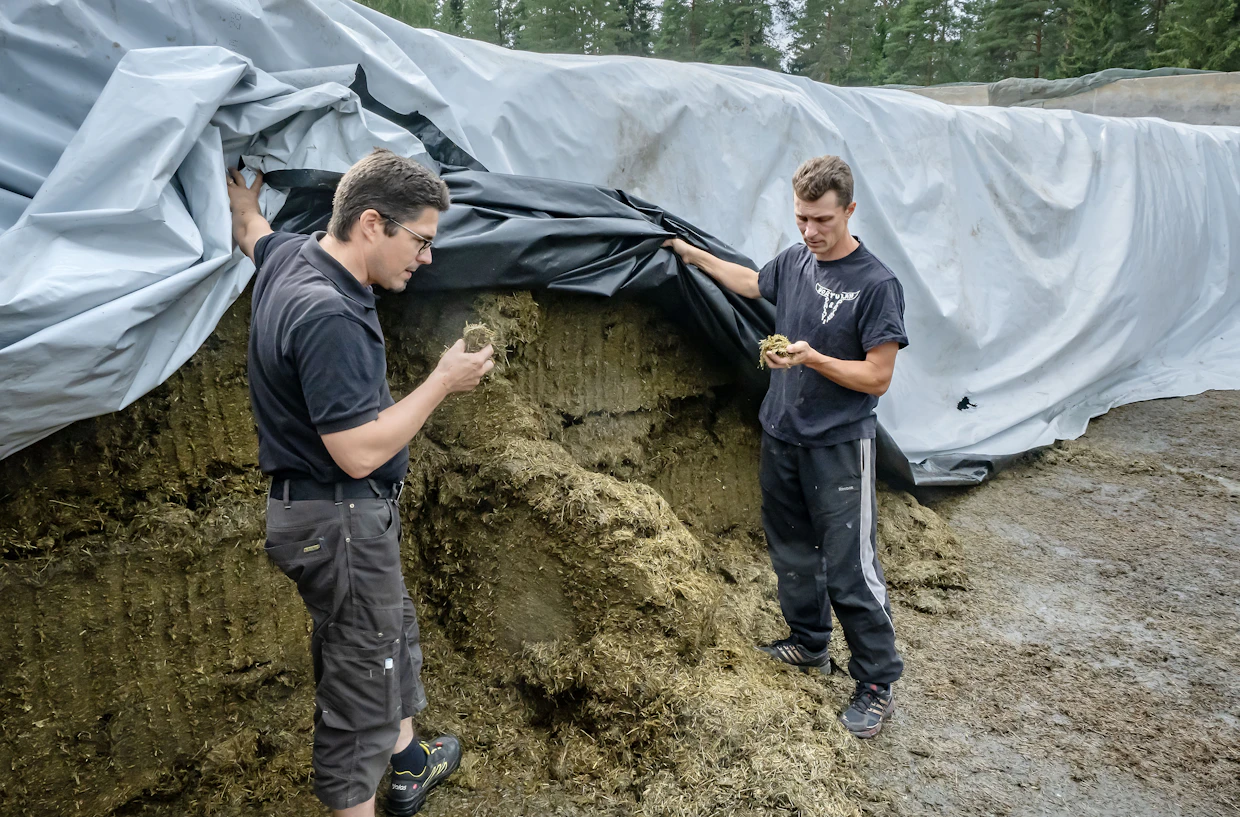 Nortunen (oikealla) ja Heikkinen tutkimassa aumalla kuluvan satokauden ensimmäistä rehusatoa.
