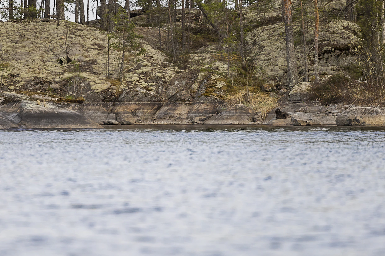 Saimaannorppien todellinen kuolleisuus on todennäköisesti lähes kolme kertaa havaittua suurempaa. Kuvituskuva.