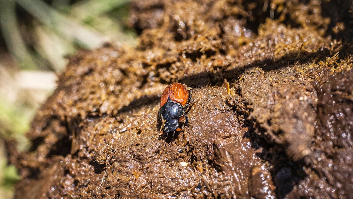 Hiekkainen, hieman savinen maa hellii lantakuoriaisia. Ne moittivat paljon käsiteltyä maaperää.