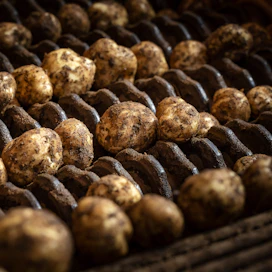 Varhaisperunan tuottajahinta on ollut viime aikoina laskussa. Kuvituskuva.
