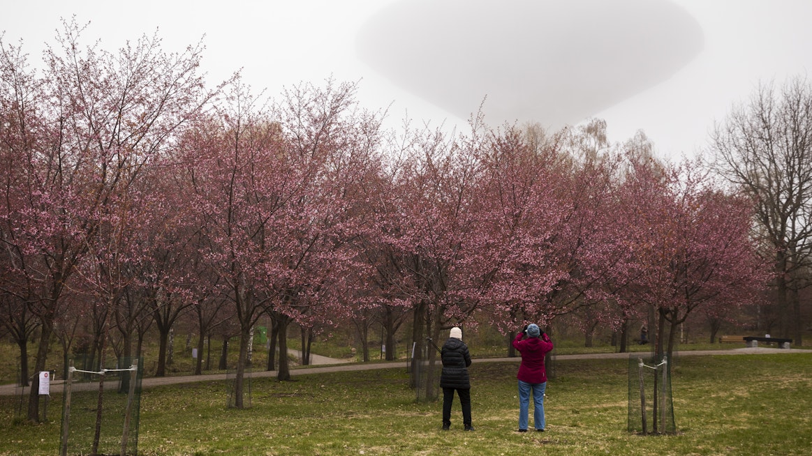 Helsingissä Roihuvuoren kirsikkapuistossa on 240 kirsikkapuuta. Kukkivat puut houkuttelevat ulkoilijoita ottamaan valokuvia. Sunnuntaina 15. toukokuuta puistossa vietettiin japanilaista hanami-juhlaa. Hanami tarkoittaa kukkien katselemista.
