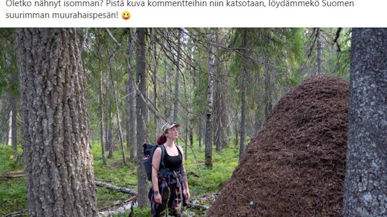 Kuhmolainen muurahaispesä on niin valtava, että sen sisälle mahtuisi helposti aikuinen ihminen seisomaan.
