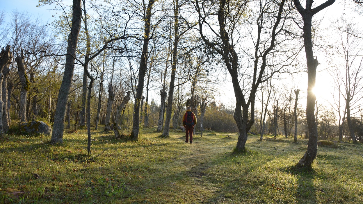 Joillakin lehtotyypeillä on tarpeen yhdistää suojelua ja metsänkäsittelyä.