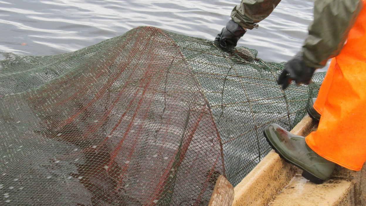 Metsähallituksen mukaan norpan kuolema osoittaa, ettei rysä ole täysin turvallinen norpille ja sen kehittämiseen on tarvetta.