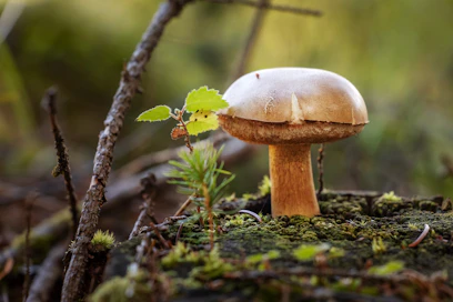 Tänään maanantaina päivä on laajalti kesäinen ja poutainen. Loppuviikkoa kohti sää muuttuu syksyisemmäksi. 
