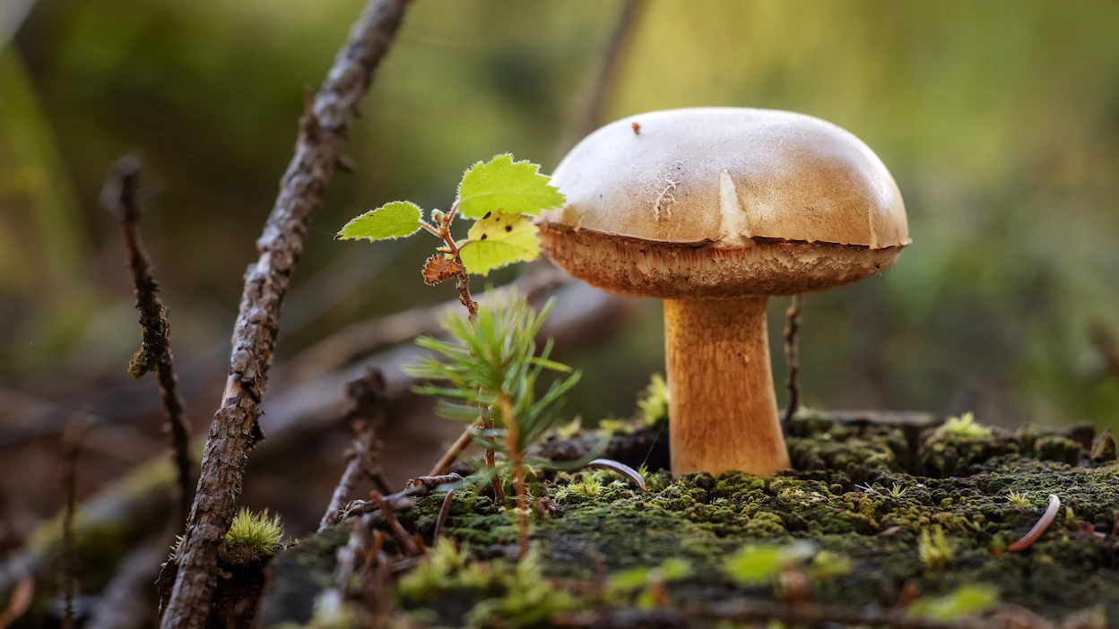 Tänään maanantaina päivä on laajalti kesäinen ja poutainen. Loppuviikkoa kohti sää muuttuu syksyisemmäksi.