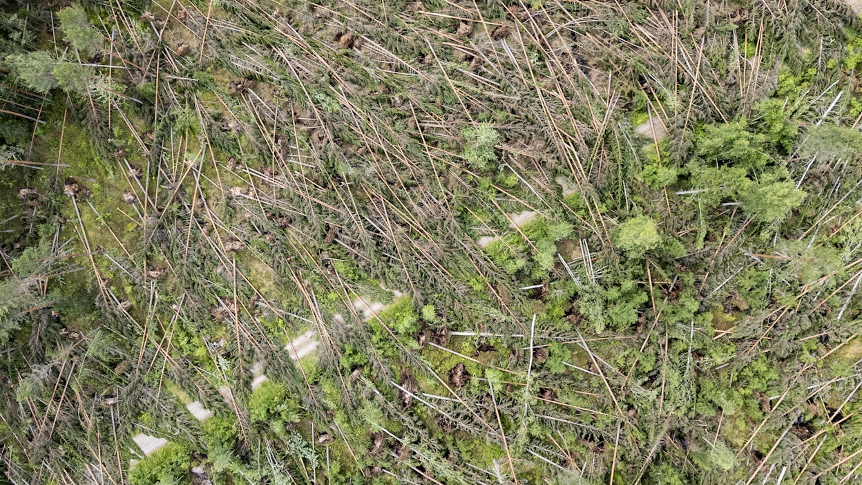 Puista saa tehokkaan maastoesteen. Nämä puut on kaatanut tosin myrsky.