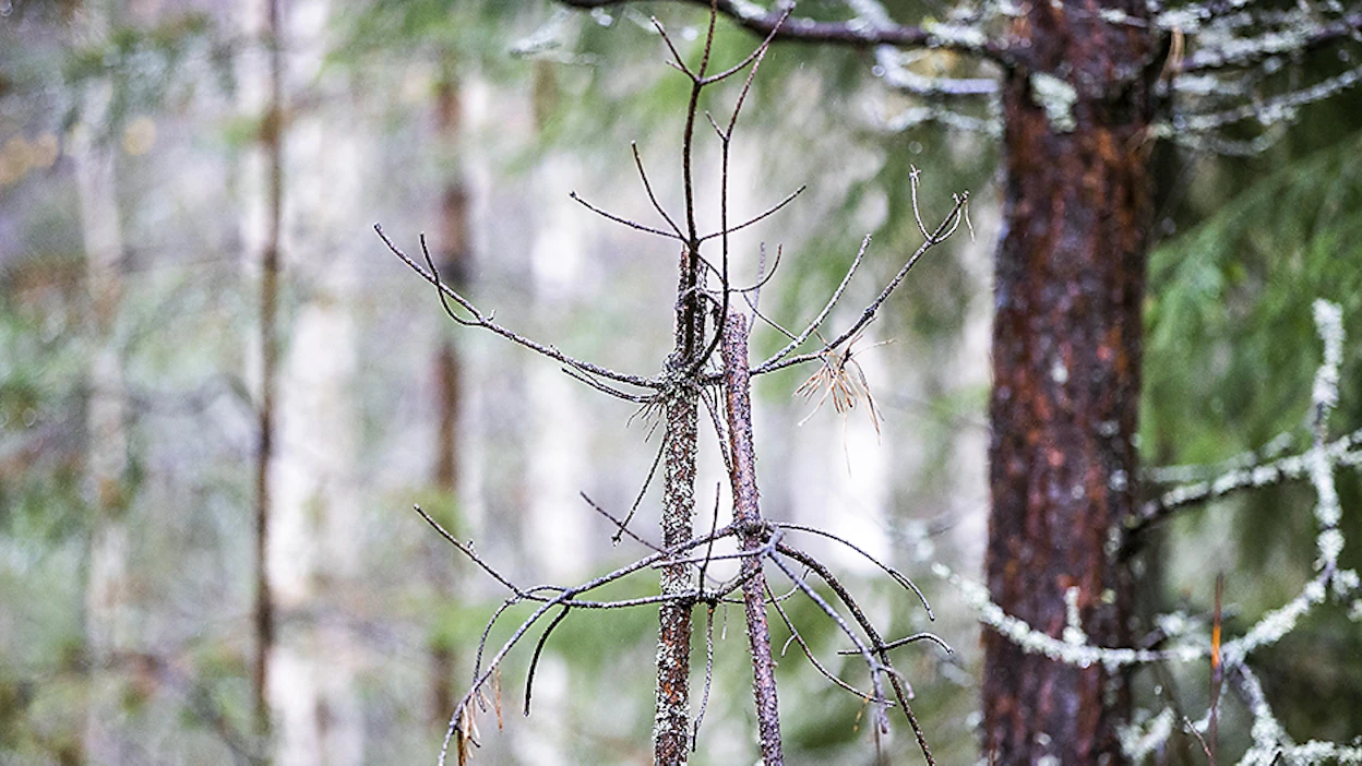 Metsänkasvatus on paperilla yksinkertaista. Todellisuudessa taimikot kohtaavat tuhoja, joista suurimpia aiheuttaa hirvi.