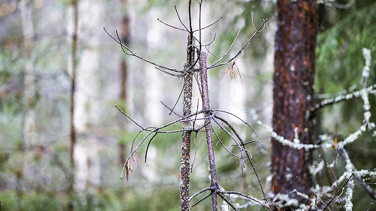Metsästysoikeuden vuokrauksessa riittävänä vastikkeena pidetään metsästäjien sitoutumista tiheystavoitteiden mukaiseen hirvikannan sääntelyyn.