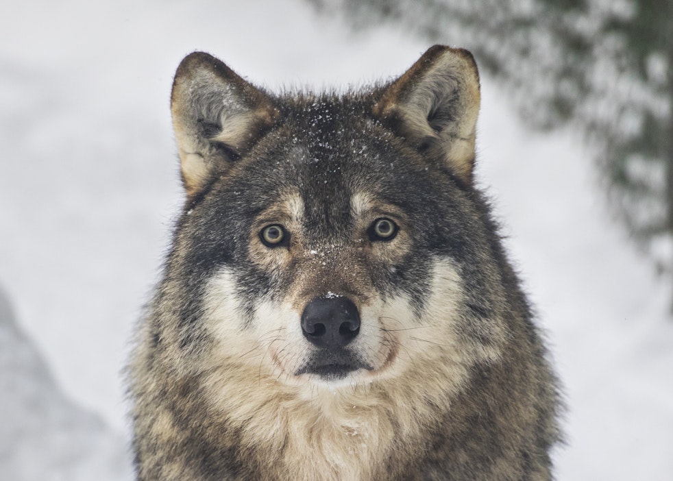 Metsästyslaissa suden ympärivuotinen rauhoitus poistuu.