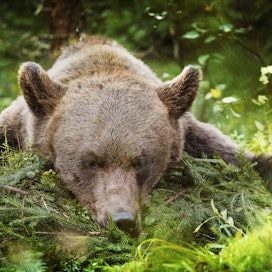 Pohjois-Karjalassa karhua metsästetään vain Polvijärven ja Liperi-Outokummun lupa-alueilla. 