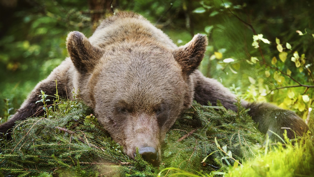Karhun metsästysaika jatkuu 31.10. asti.