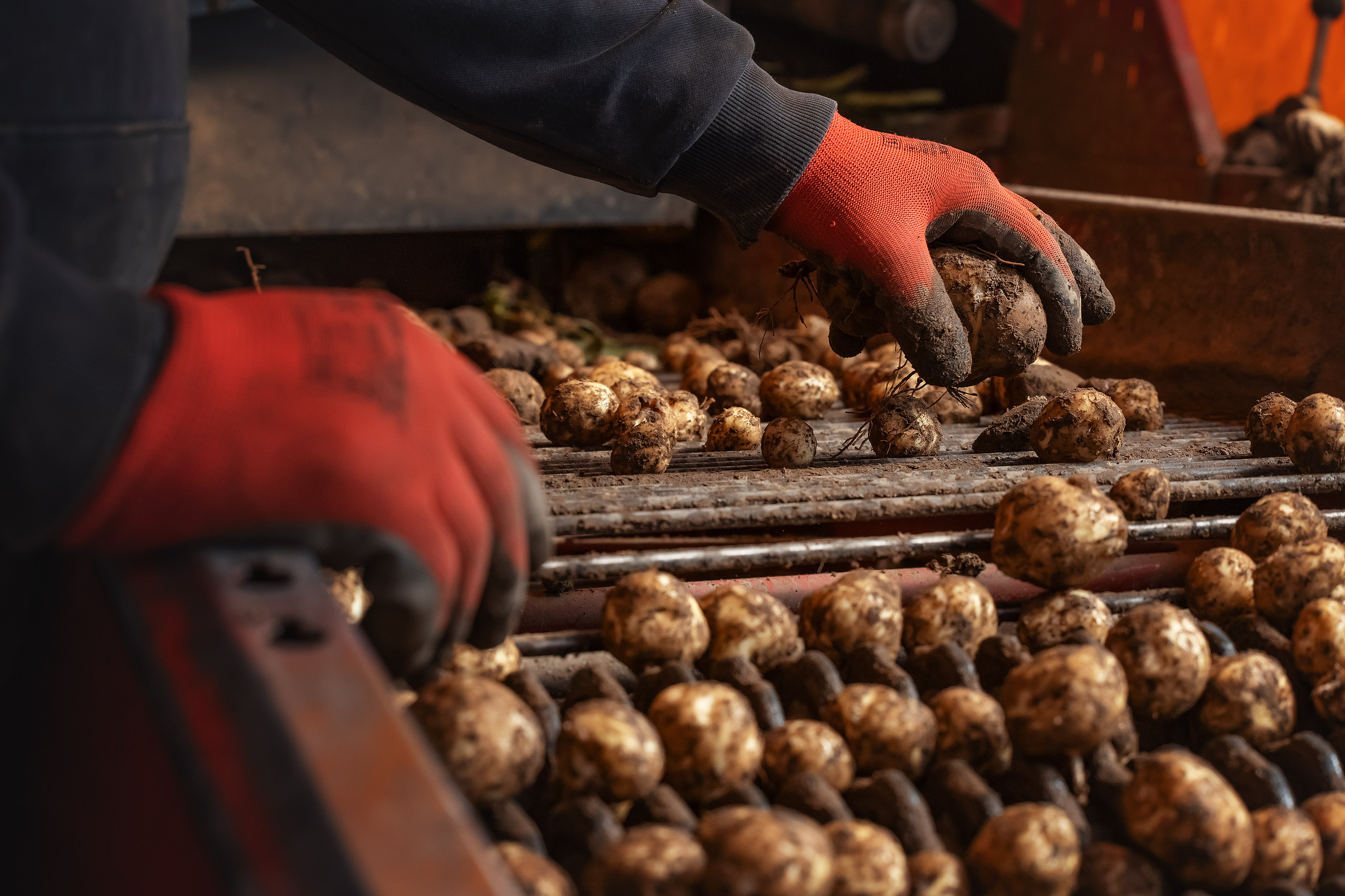 Perunoita lajitellaan noston yhteydessä. Kuvituskuva.