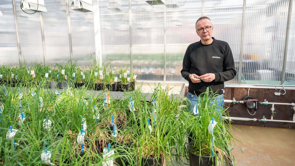 Genomivalinnan ansiosta timotein jalostus lyhenee vuosikymmenellä, kertoo kasvinjalostaja Pertti Pärssinen.
