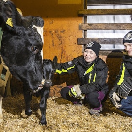 Pilke-lehmän vasikka syntyi vajaa viikko ennen jouluaattoa, mutta jouluviikolle ajoittuu vielä kaksi poikimista Heini Peräkylän ja Arttu Pyötsiän maitotilalla. 