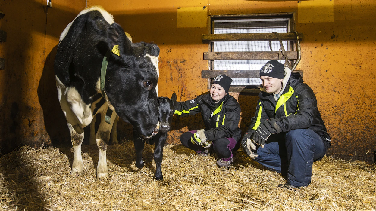 Pilke-lehmän vasikka syntyi vajaa viikko ennen jouluaattoa, mutta jouluviikolle ajoittuu vielä kaksi poikimista Heini Peräkylän ja Arttu Pyötsiän maitotilalla.