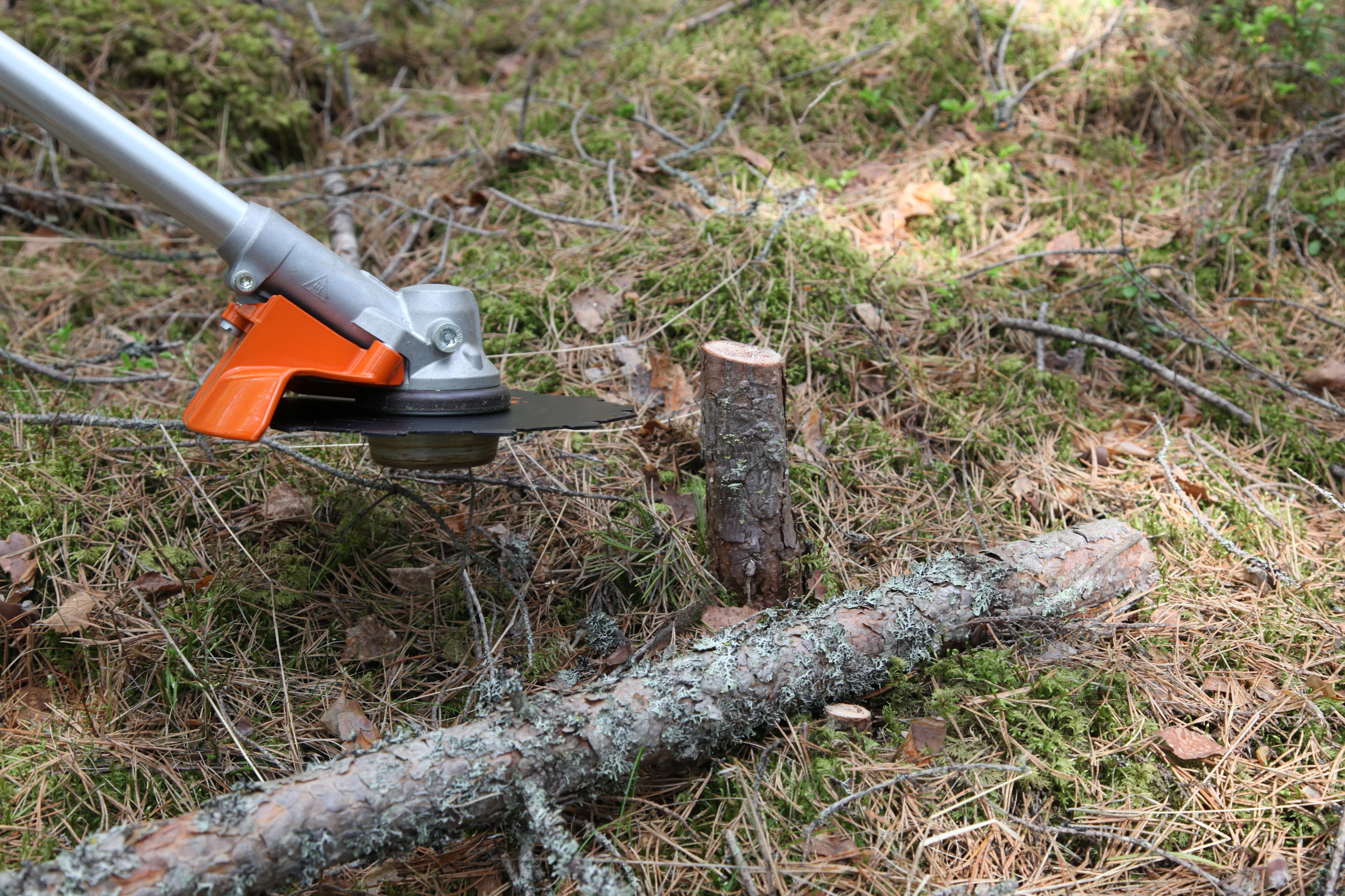 Runko on kaadettu työntävällä terällä taaksepäin. Monitoimiraivureilla se ei suju yhtä hyvin kuin metsäraivureilla. Stihl FS 261.