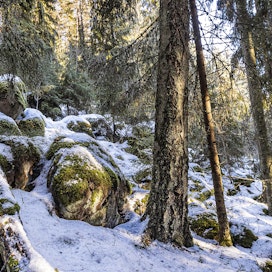 Keski-Suomessa suojeluun päätyi viime vuonna esimerkiksi iäkästä kalliokkometsää. Kuvituskuva.