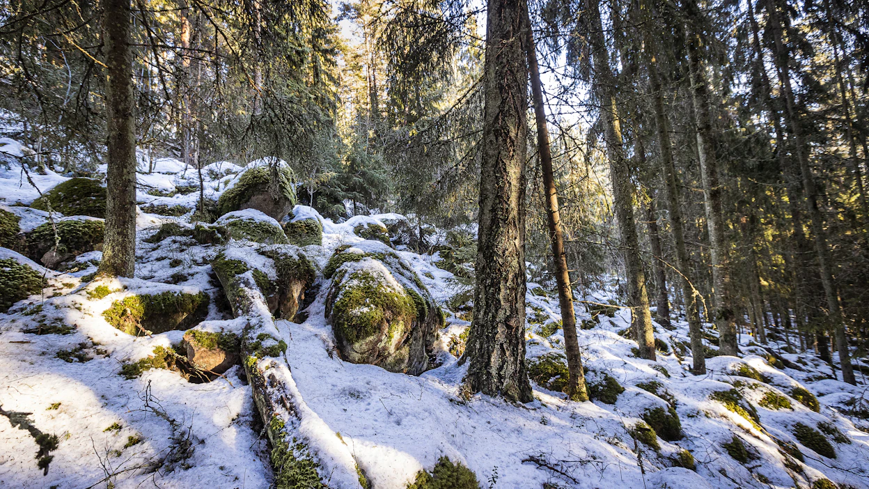 Suojelualueet ovat tärkeässä roolissa siinä, että Suomen luonnon monimuotoisuuden heikkeneminen saadaan pysäytettyä.