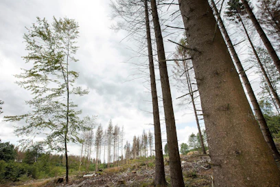 Itävallassa metsänomistajat korostavat, että metsät ovat myös ilmastonmuutoksen uhreja. Kirjanpainajatoukat tekevät nykyään tuhojaan myös korkeilla alueilla ilmaston lämpenemisen vuoksi. Kuvan tuhot Paderbornista Saksasta.