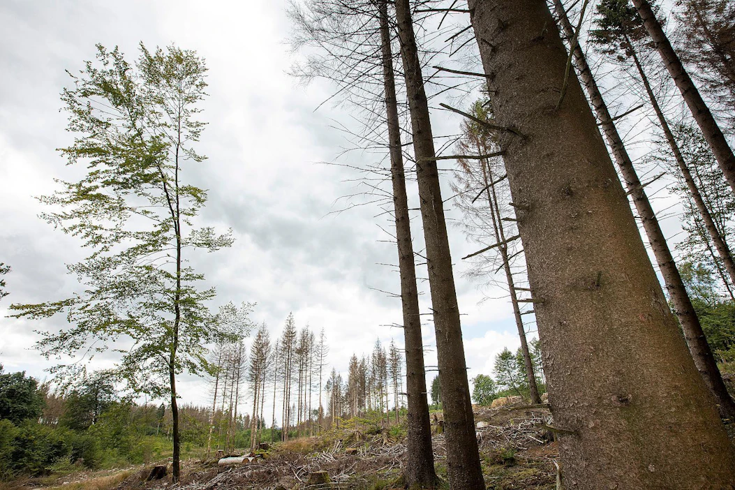 Itävallassa metsänomistajat korostavat, että metsät ovat myös ilmastonmuutoksen uhreja. Kirjanpainajatoukat tekevät nykyään tuhojaan myös korkeilla alueilla ilmaston lämpenemisen vuoksi. Kuvan tuhot Paderbornista Saksasta.