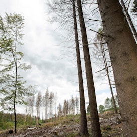 Itävallassa metsänomistajat korostavat, että metsät ovat myös ilmastonmuutoksen uhreja. Kirjanpainajatoukat tekevät nykyään tuhojaan myös korkeilla alueilla ilmaston lämpenemisen vuoksi. Kuvan tuhot Paderbornista Saksasta.