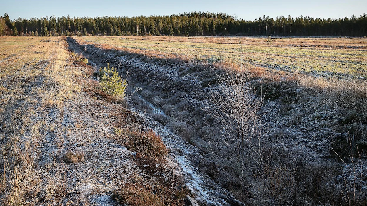 Vuonna 2000 suosta raivattua peltoa Kannuksessa Keski-Pohjanmaalla. Kuvituskuva.