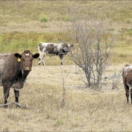 Tästä se alkoi. Kuivuudesta kärsivää laidunta ja karjaa Nebraskassa viime vuoden syyskuussa. Mike Wilson