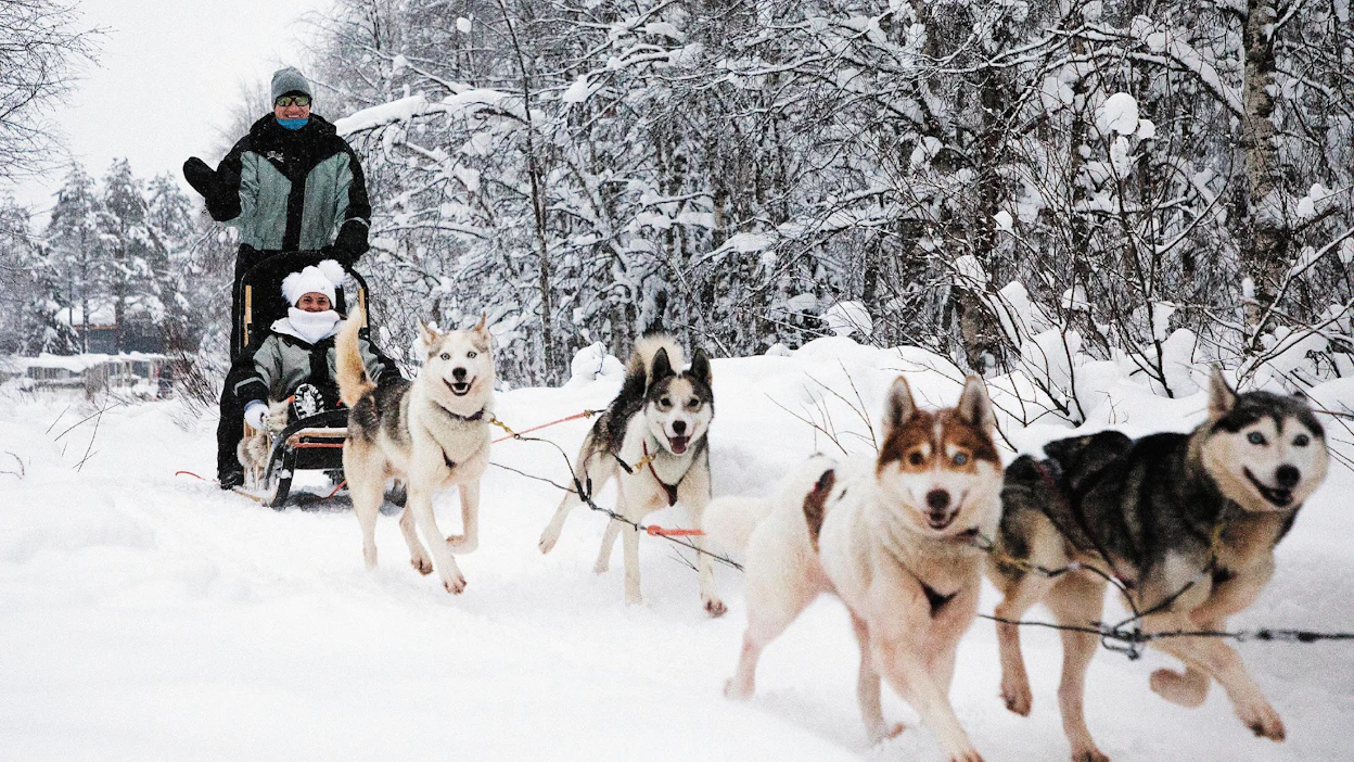 Lumi pöllyää ja turistit nauttivat, kun huskyvaljakko kiitää lumisessa metsässä. Tänä vuonna lunta on tullut Syötteellä useasti ja paljon.