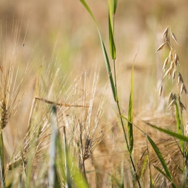 MTK:n mukaan peltojen kasvukuntoa voidaan parantaa, jolloin ne sitovat enemmän hiiltä.