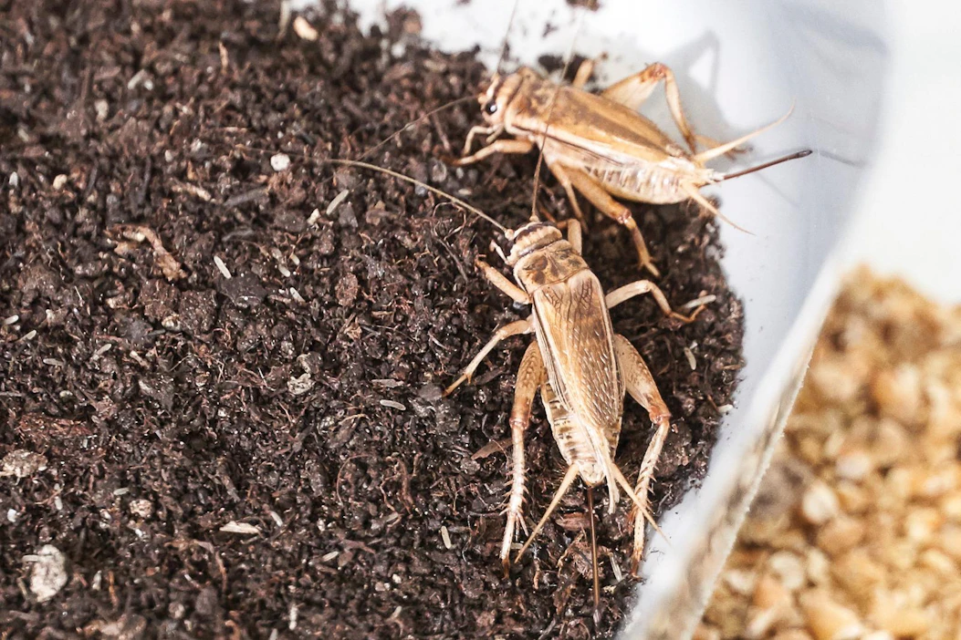 Hyönteiset voivat aiheuttaa ruoka-aineallergioita samalla tavalla kuin muutkin ruoka-aineet.