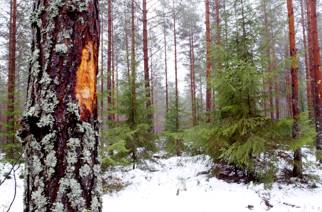 Metsänomistajat menettävät vuosittain tuloja korjuuvaurioiden vuoksi, koska puun kasvu hidastuu ja sen laatu heikkenee. Vaurioituneet puut voivat altistua lisäksi myös lahottajasienille.