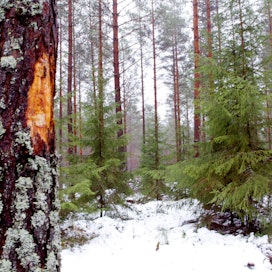 Metsänomistajat menettävät vuosittain tuloja korjuuvaurioiden vuoksi, koska puun kasvu hidastuu ja sen laatu heikkenee. Vaurioituneet puut voivat altistua lisäksi myös lahottajasienille.
