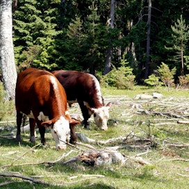 Naudat ovat yleisimpiä maisematyöläisiä. Ennen maatalouden murrosta metsälaitumia samoava karja oli vielä tavallinen näky.