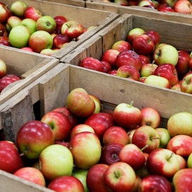 Suomessa tuotetaan vuodessa 8 miljoonaa kiloa omenoita, joista suurin osa on ahvenanmaalaisia.