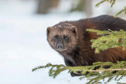 Metsästäjäliiton toiminnanjohtajan Heli Siitarin mukaan ahma ei aiheuta haittaa metsästäjille.