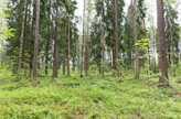 Tuoreella kankaalla viihtyvät kaikki pääpuulajit eli kuusi, mänty ja koivu.
