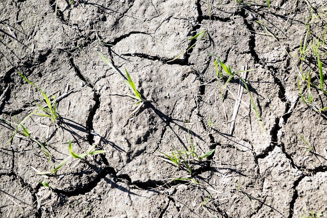 Kesän kuivuus kurittaa liettualaisia viljelijöitä.